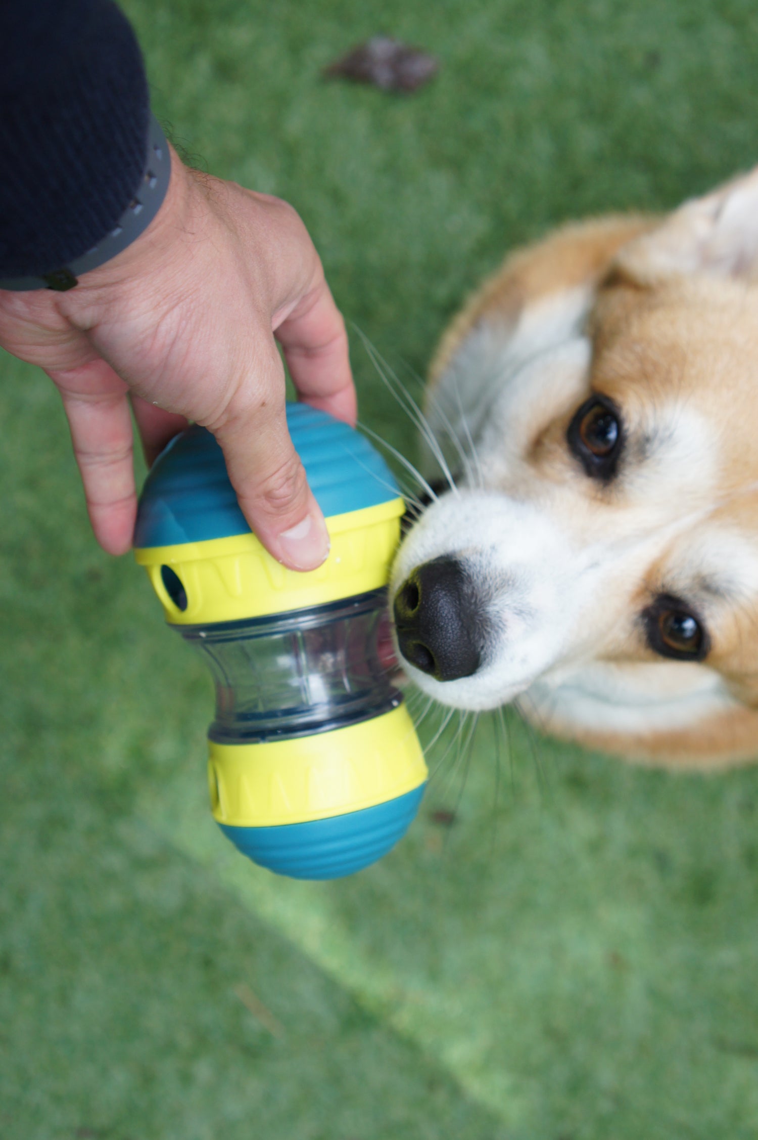 Dog playing with a blue and yellow toy held by a person outdoors.
