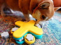 Dog playing with a yellow and blue enrichment puzzle